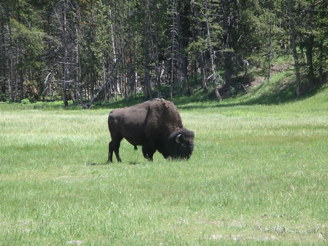 images/Bison enjoyning their time (7).jpg